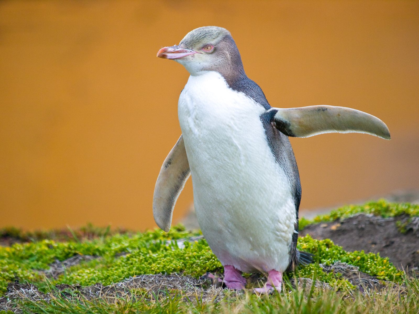 nz penguin