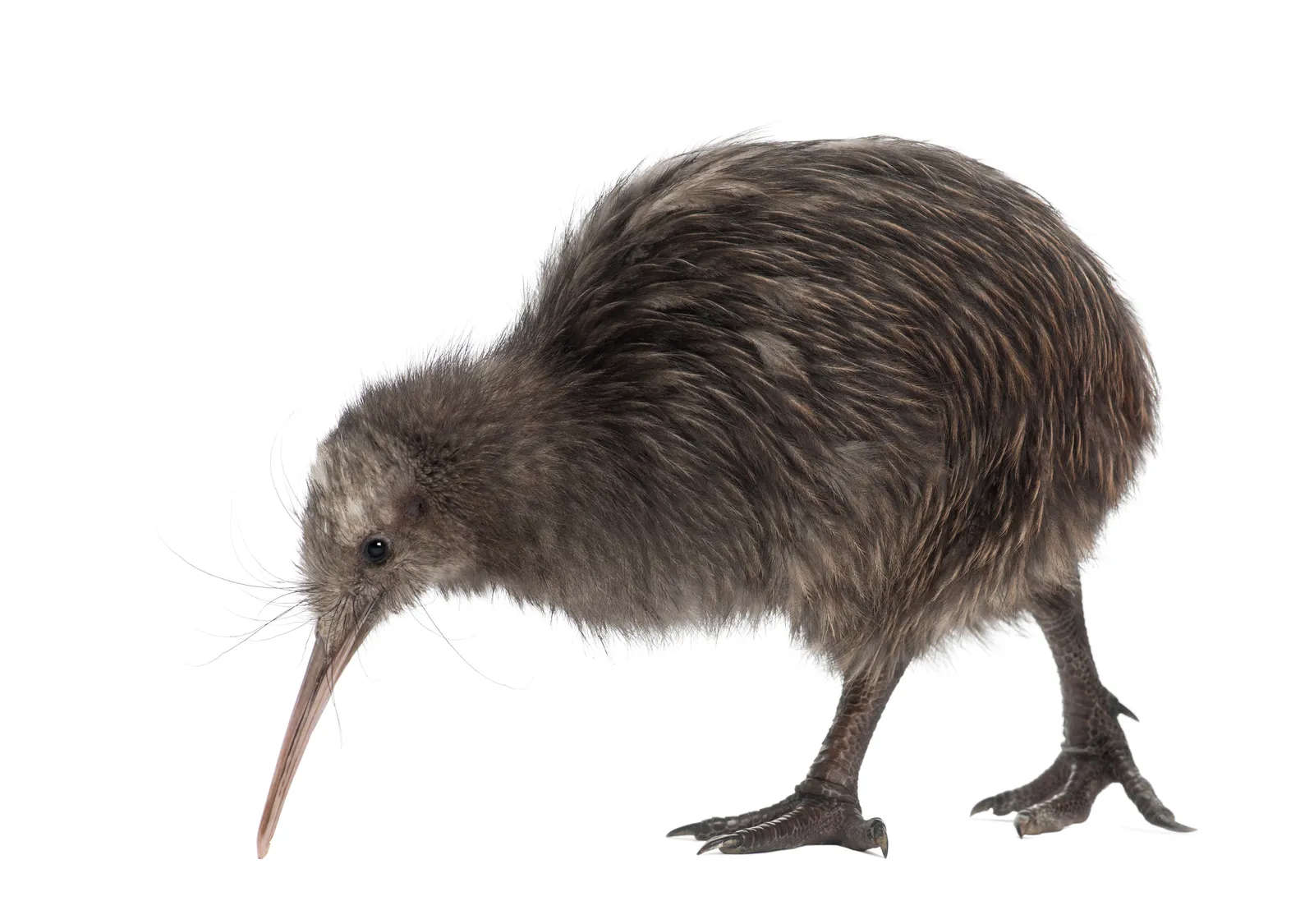 Kiwi Bird