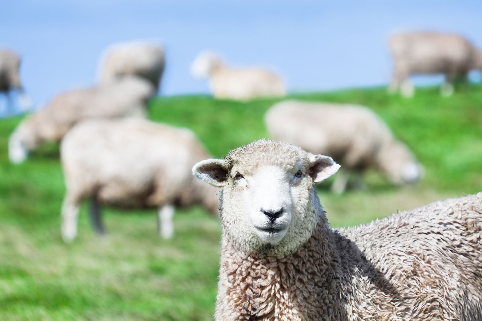 Sheep